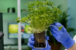 PLANT TESTING PLANT TESTING