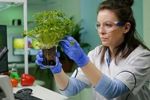 PLANT TESTING PLANT TESTING